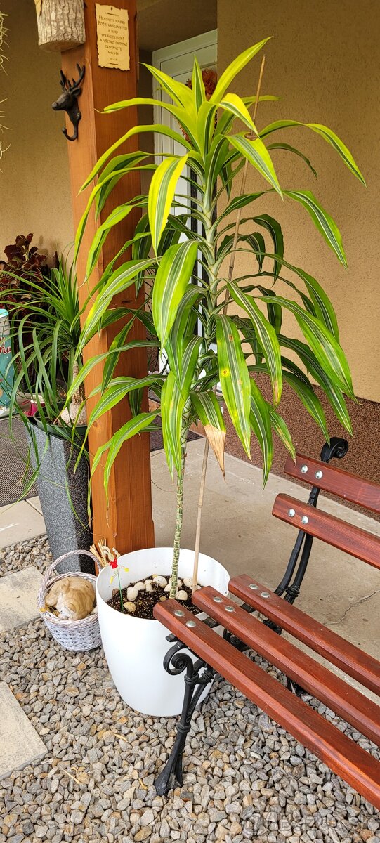 Dracaena lemon lime