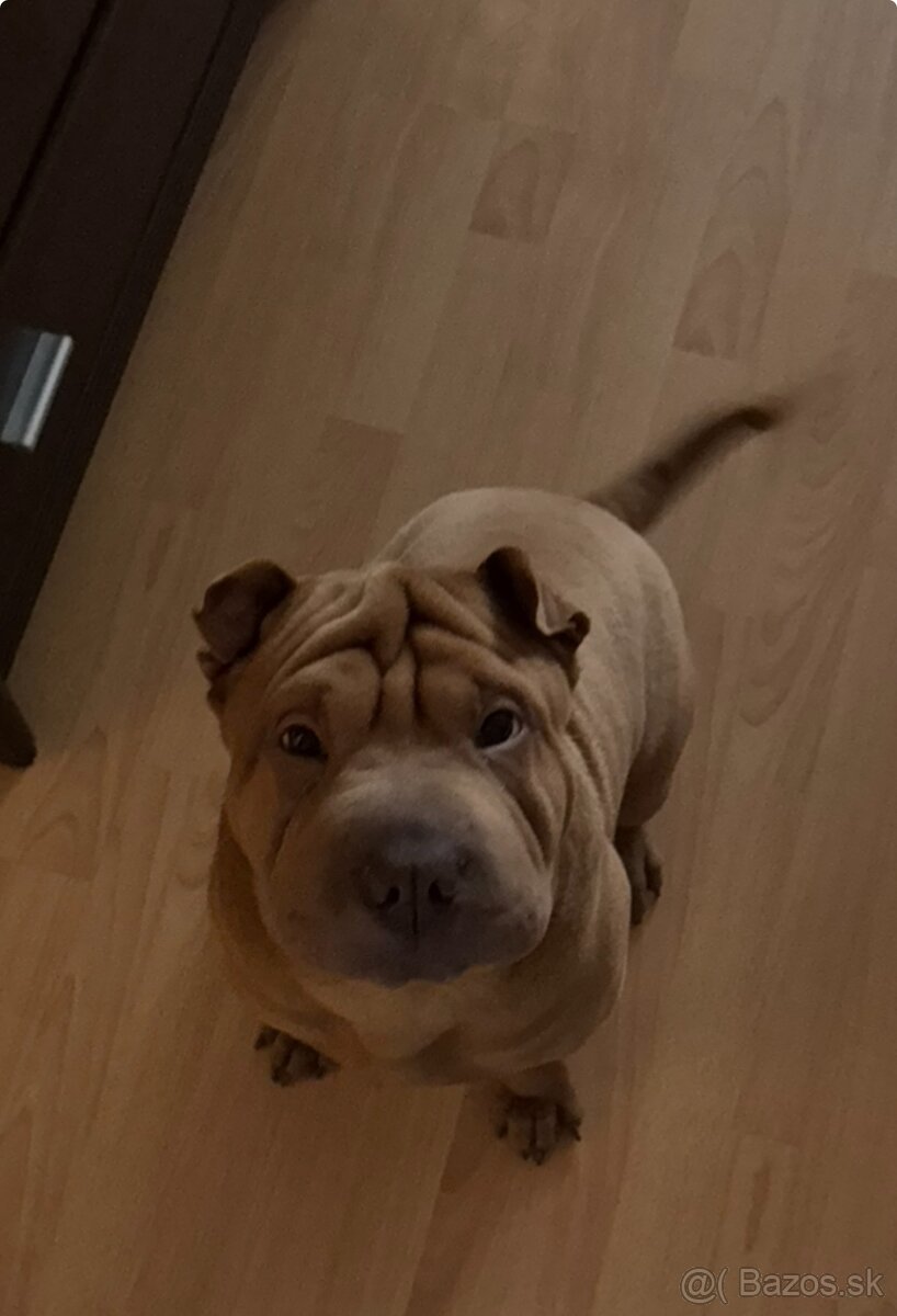 shar pei