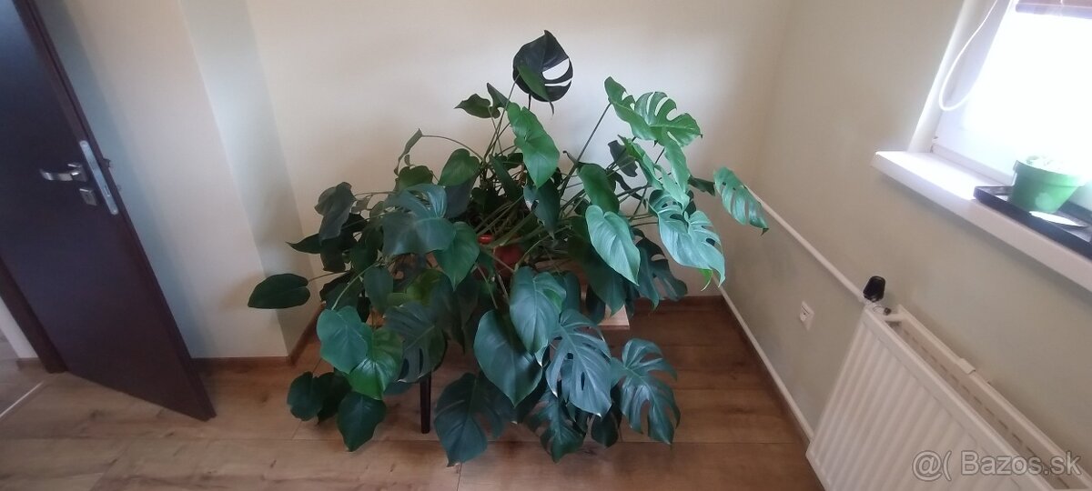 Monstera