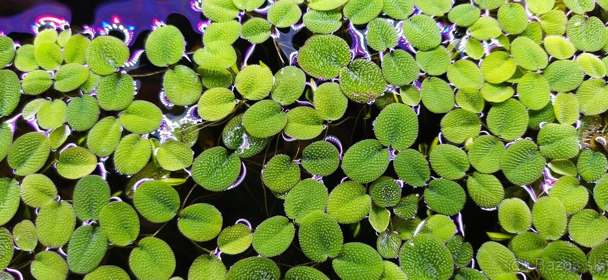 Rastliny do akvária, krevetky mix(Neocaridina)