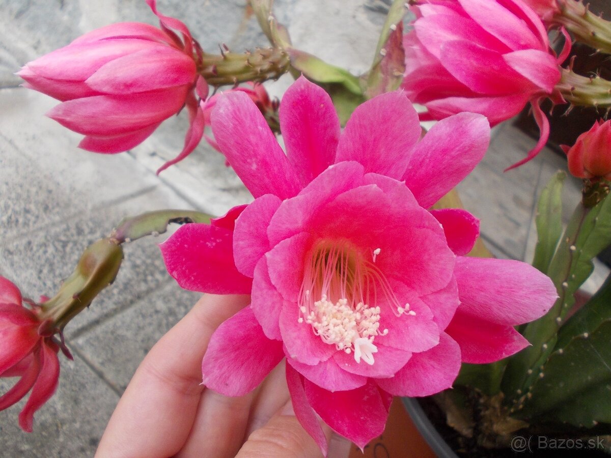 Kaktus, epiphyllum, phylokaktus, listový kaktus - ružový