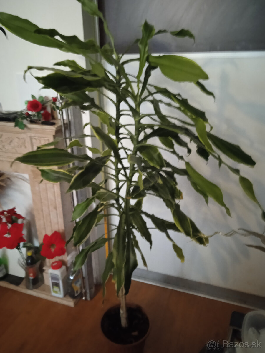 dracena  voňava  1,6  metra