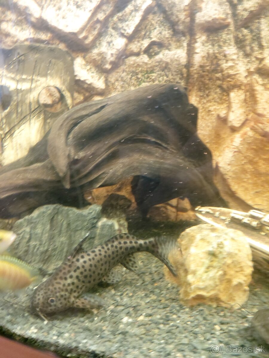 sumček Synodontis ocellifer