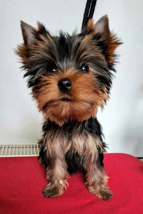 YORKSHIRE TERRIER