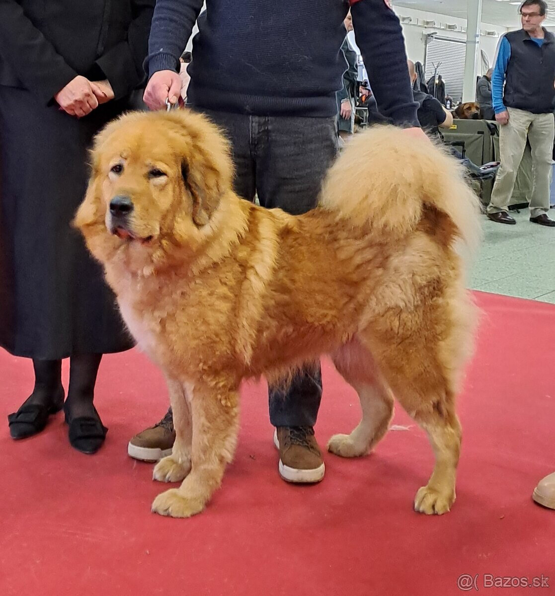 Tibetská doga šteňatá s PP 2024/25 Břeclav