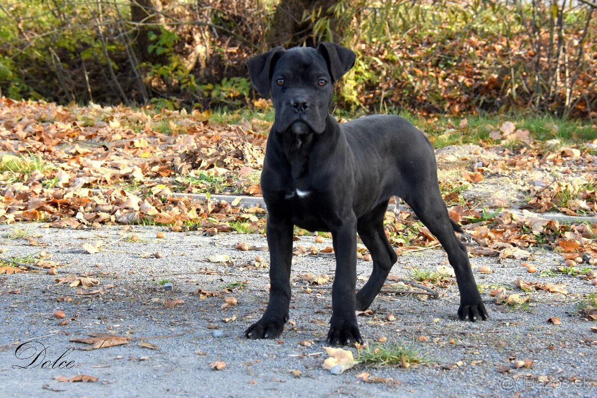 Cane Corso štěňátka s FCI PP