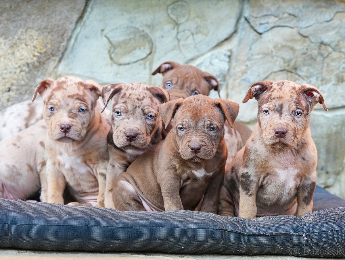 American bully xl