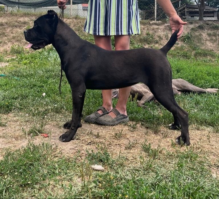 Cane Corso s PP