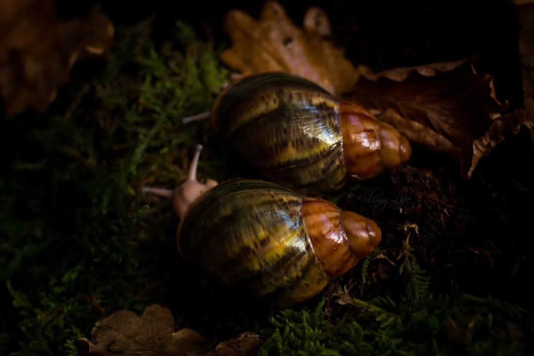 Slimák africký- Archachatina purpurea