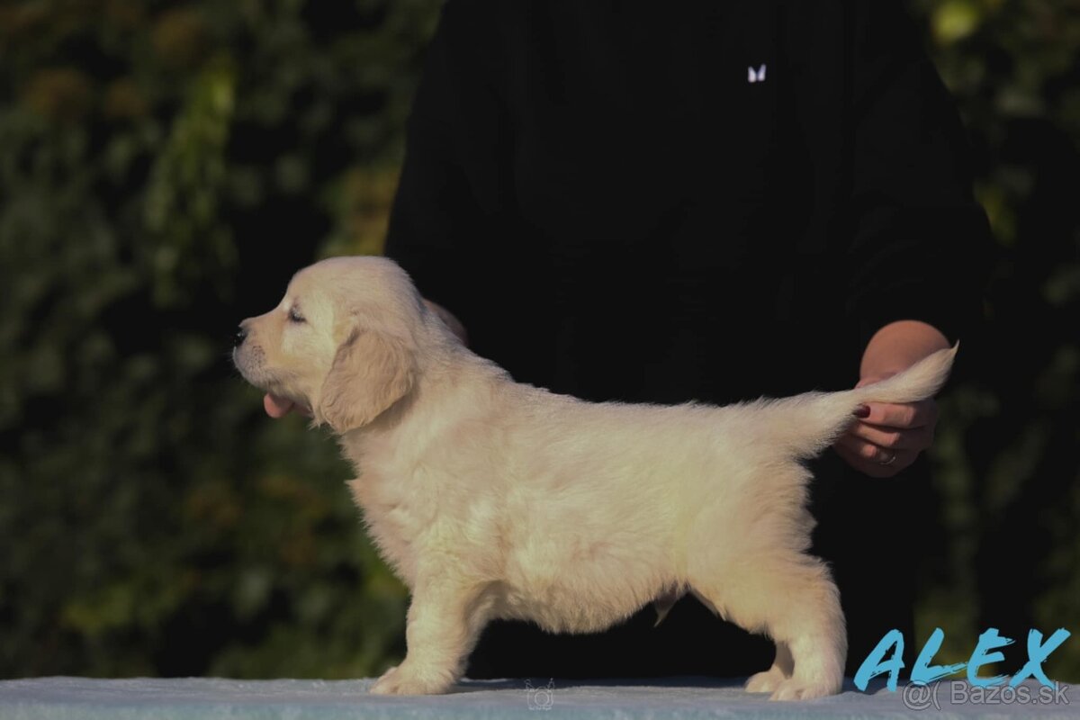 Zlatý Retriever Golden retriever s PP