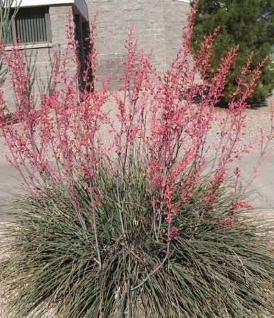 Hesperaloe parviflora (Red yucca) - semená