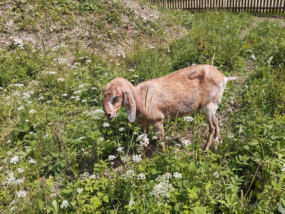 Anglonubijská koza