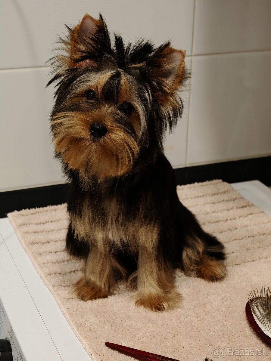 Yorkshire terrier s PP FCI (s preukazom pôvodu/rodokmeňom)