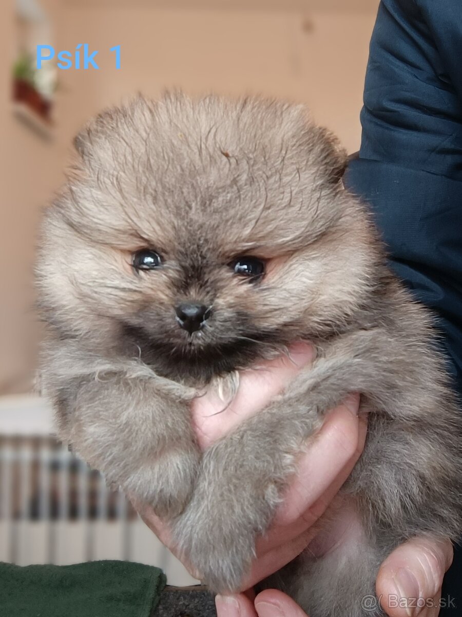 Pomeranian