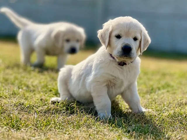 Zlatý Retriever  šteniatka s PP