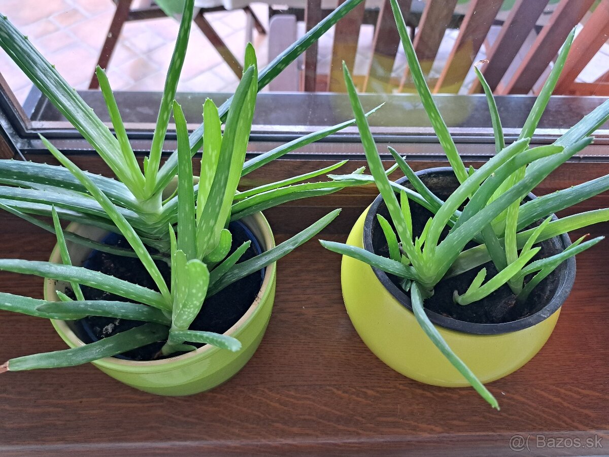 Aloe vera