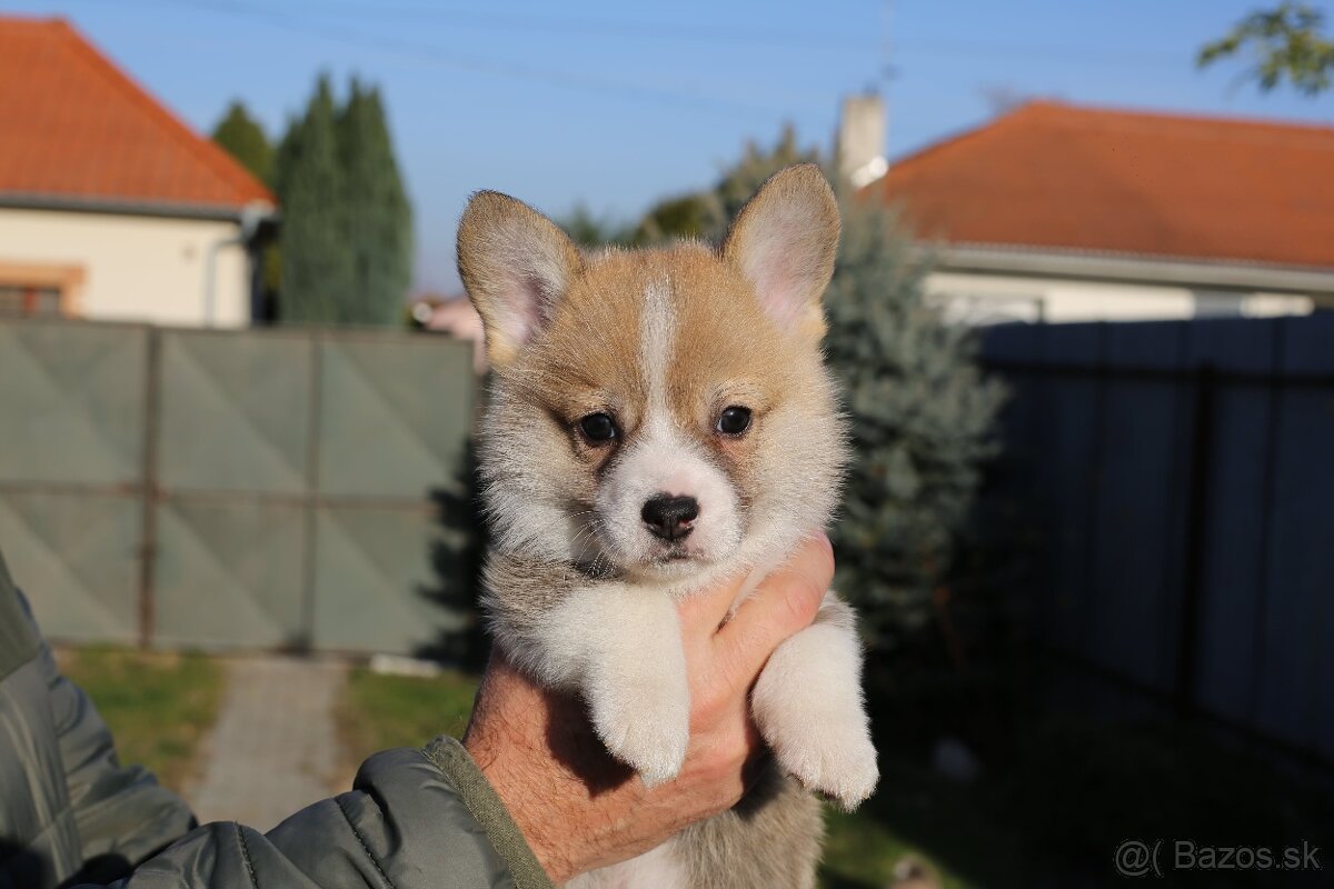 Welsh corgi pembroke s PP