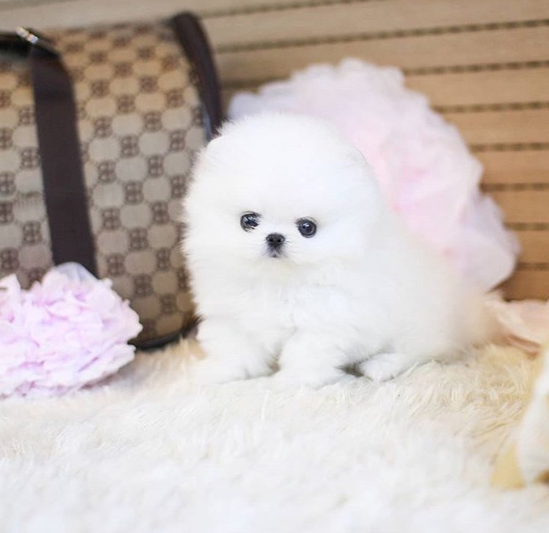 Mini pomeranianské šteniatko