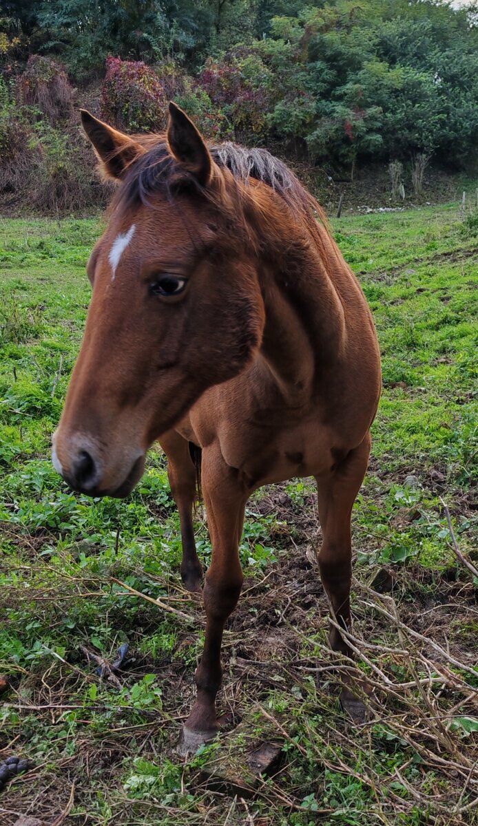 Appaloosa