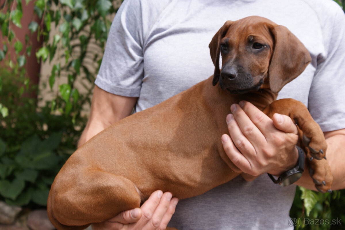 Rhodesian Ridgeback nevystavný pes FCI