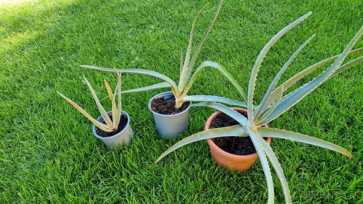 Aloe vera