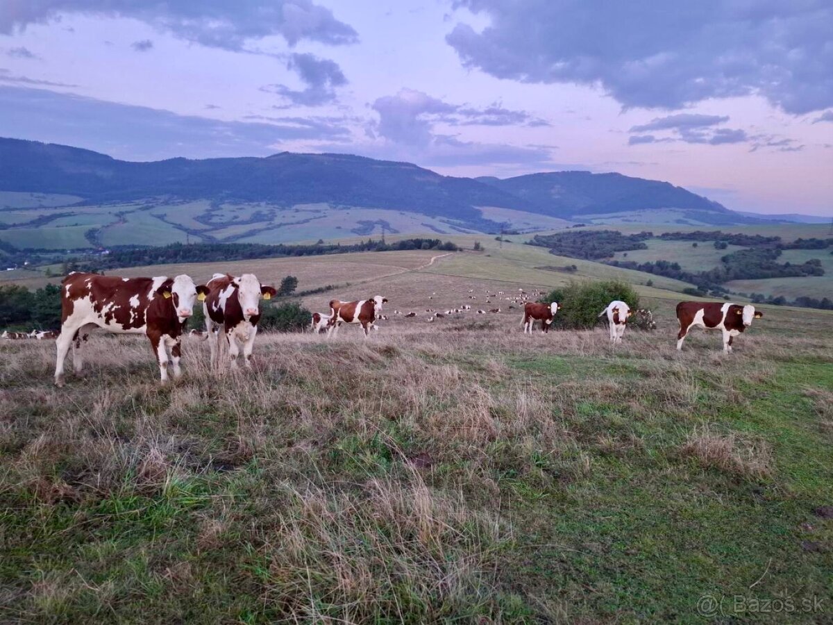 Predám jalovice Montebeliard TEĽNÉ aj NEPRIPUSTENÉ