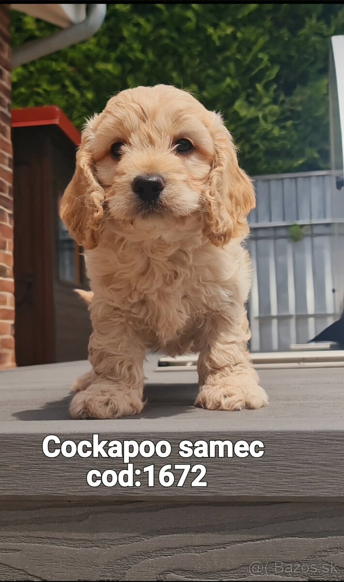 Cockapoo Cavapoo Maltipoo