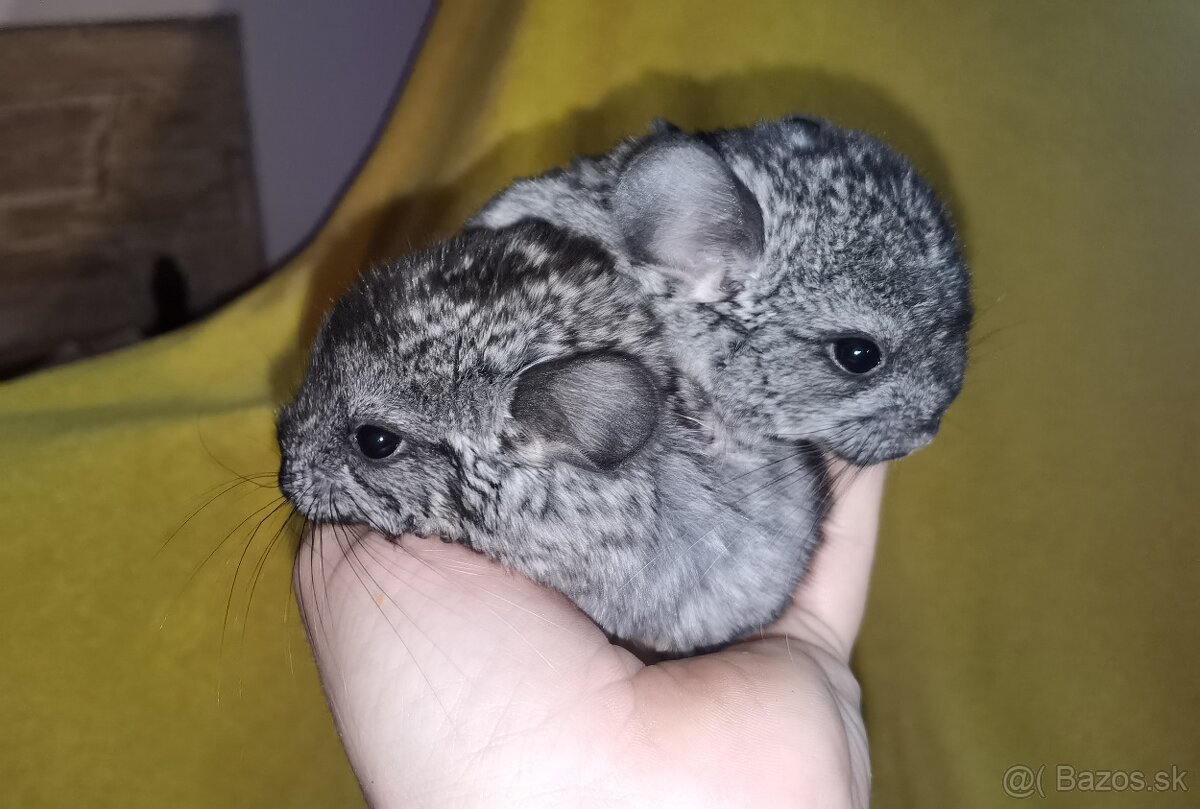 Činčila (Chinchilla Lanigera)