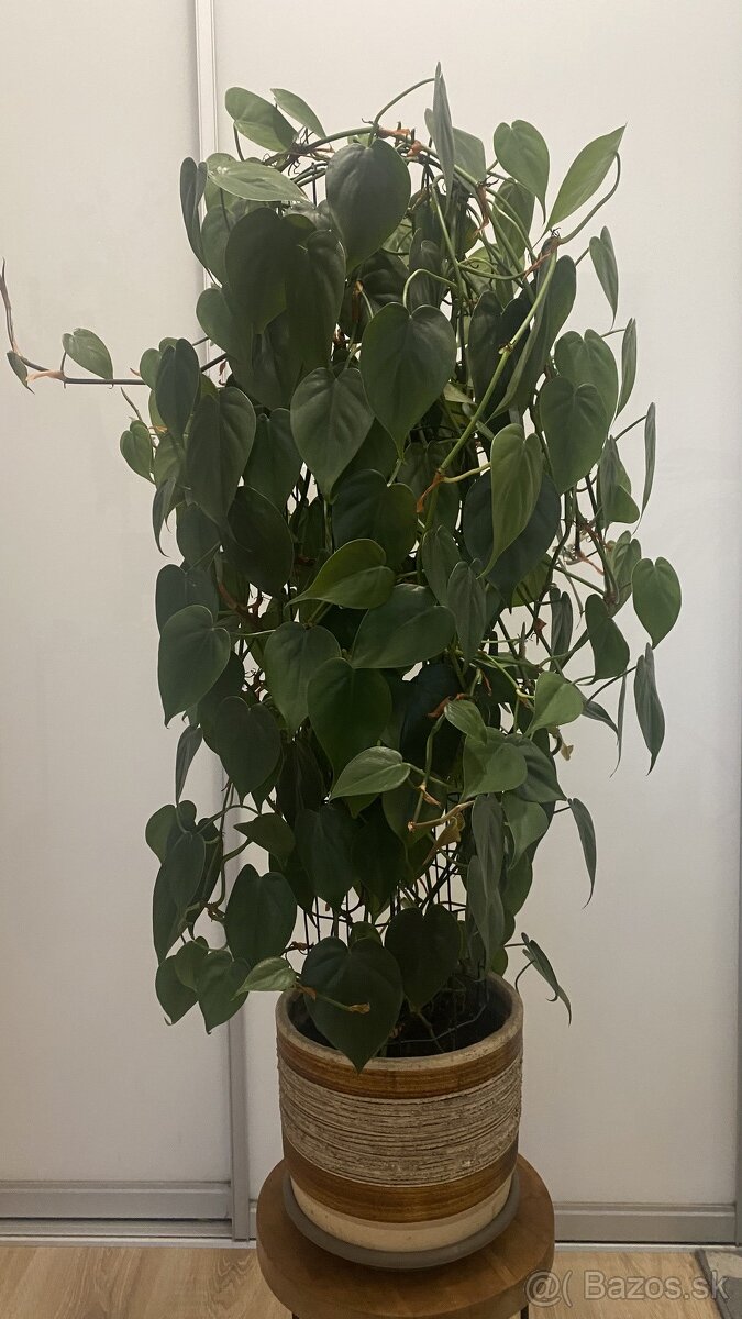 Philodendron