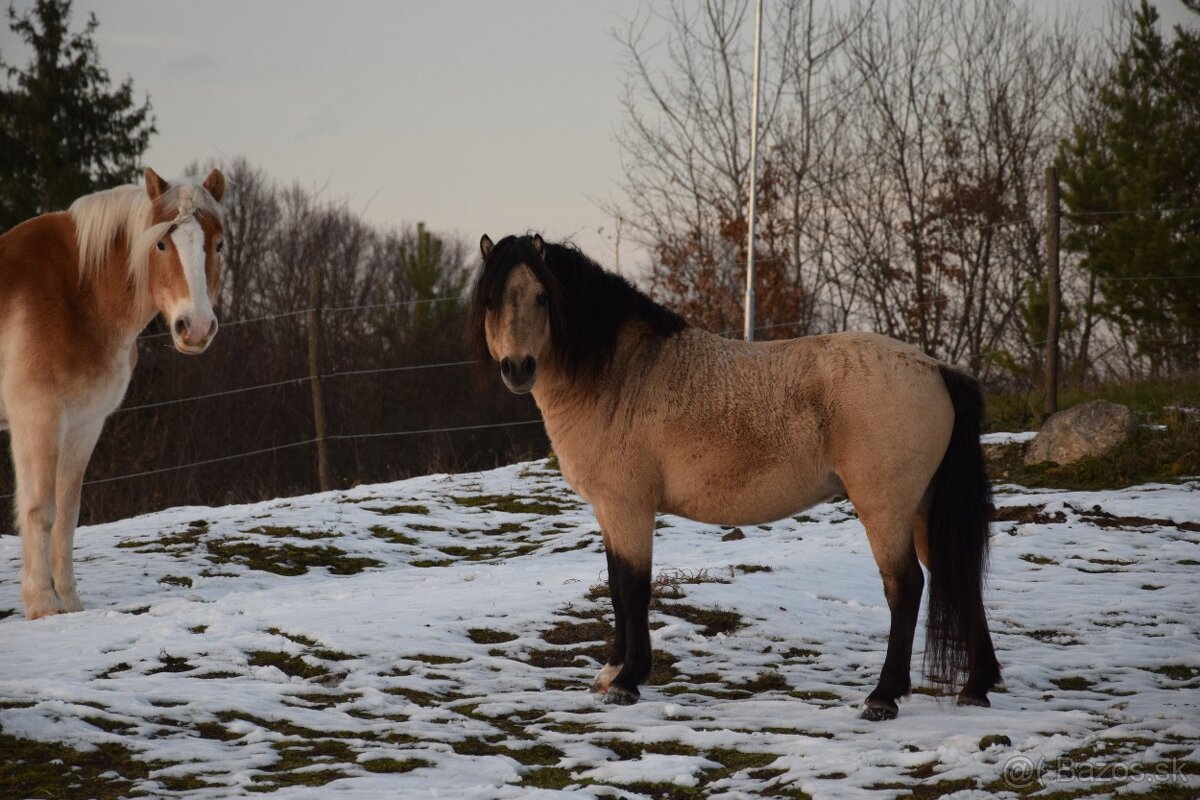 Atraktívny pony žrebec