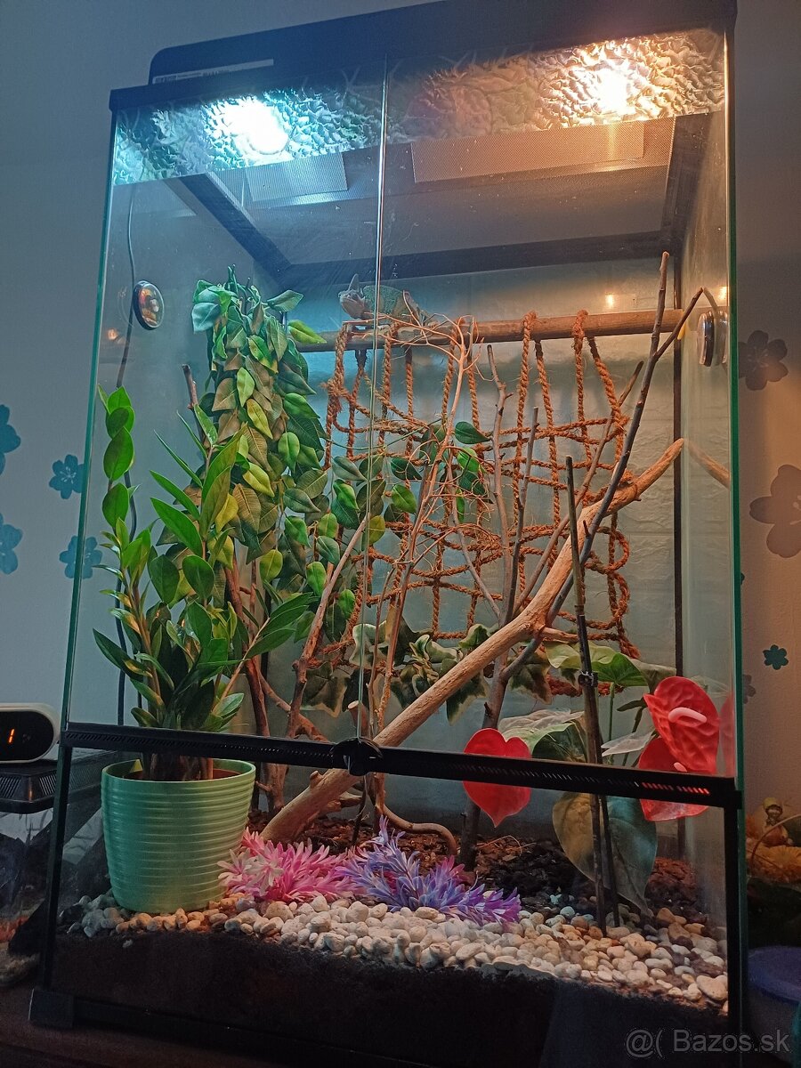 Terarium +chameleon