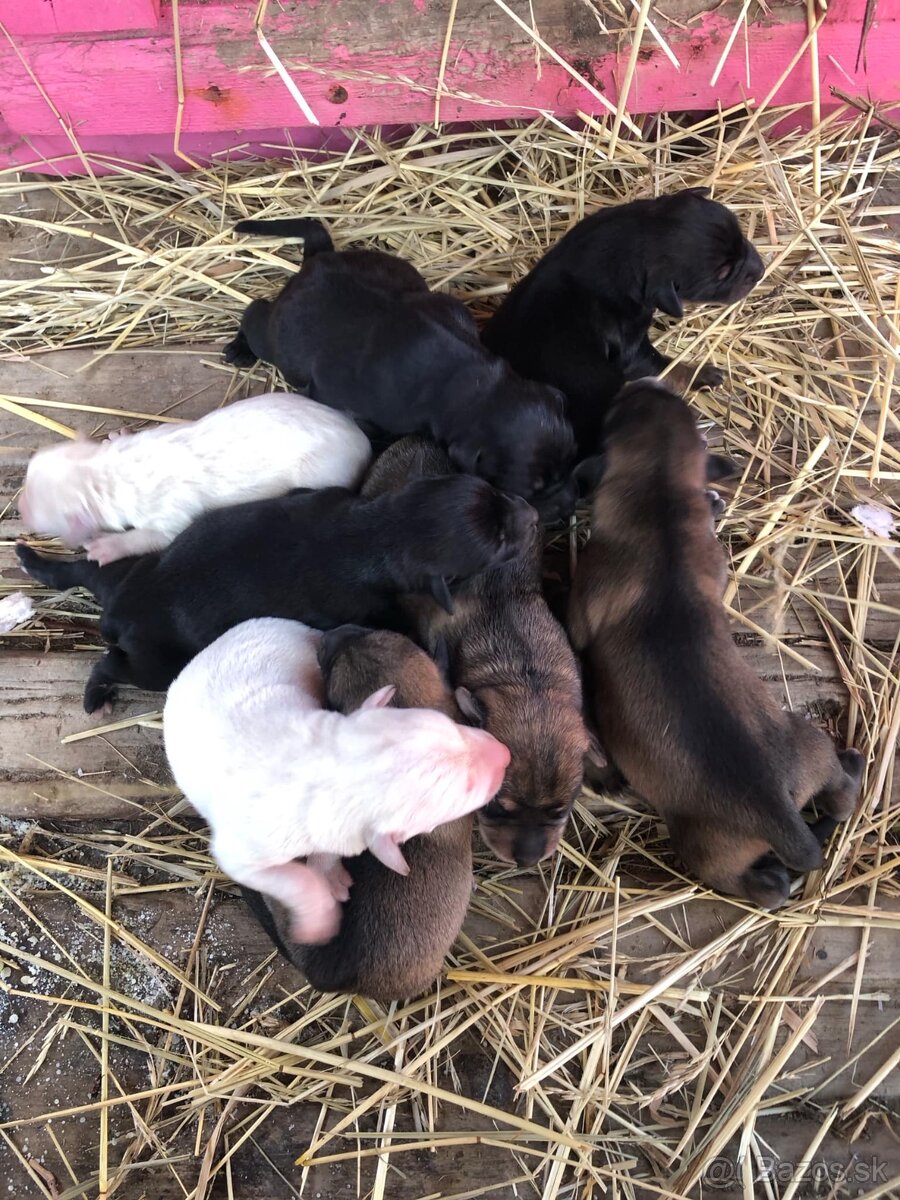 Darujem šteniatka jazvečík/labrador/špic