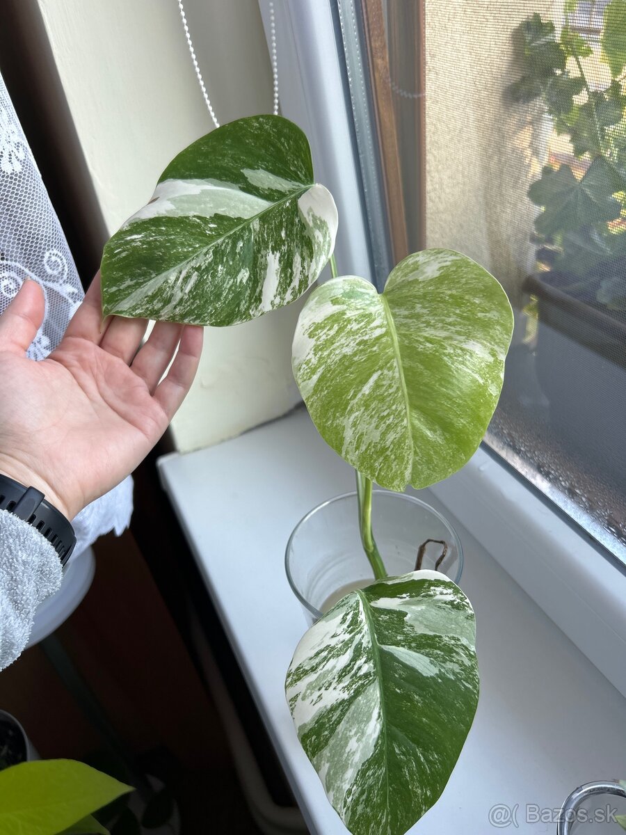 Monstera albo