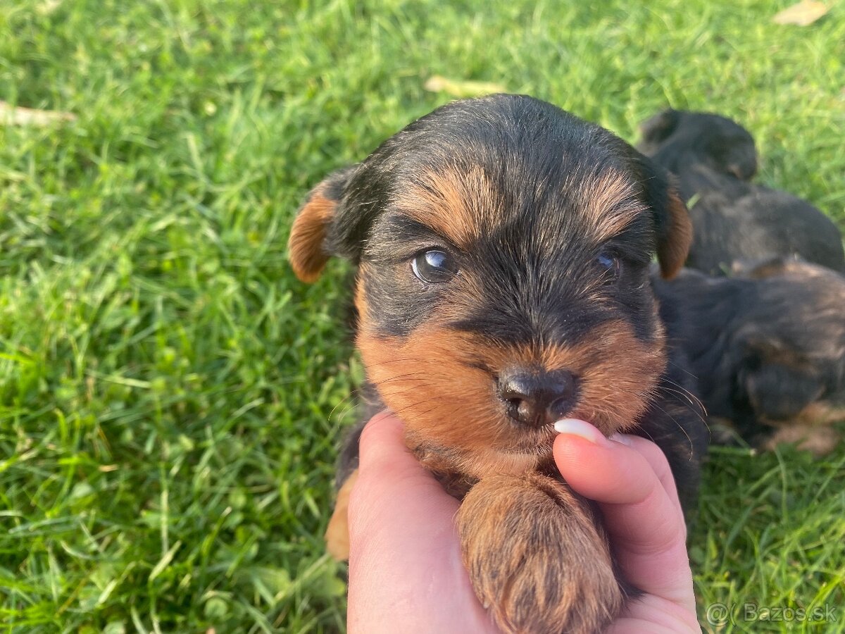 Mini Yorkshire šteniatka