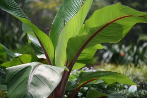 Banánovník Ensete ventricosum "Large seed" (semená)