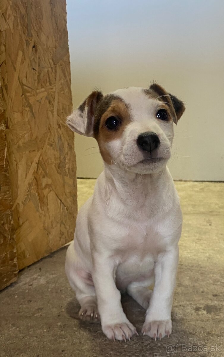 Jack Russel Terier šteniatko fenka