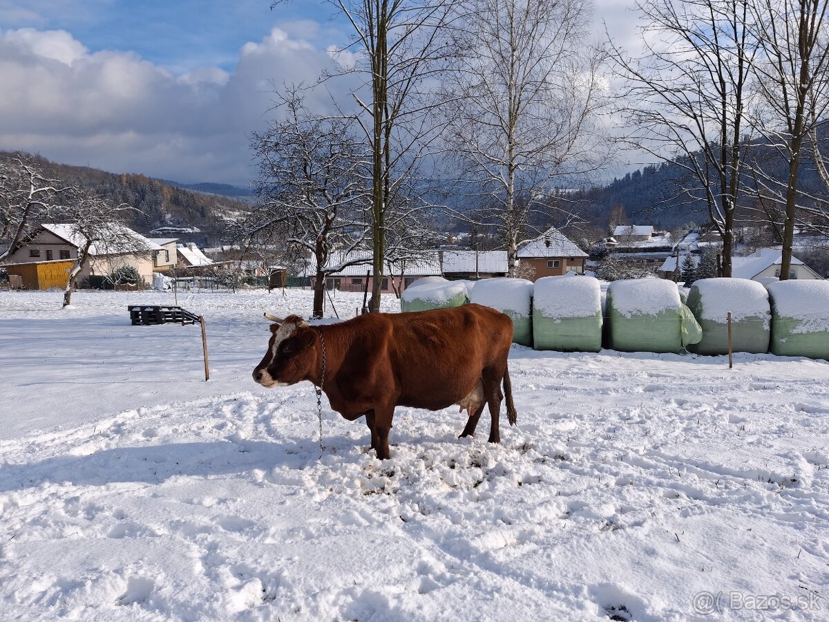 Predám kravu, Dojnica