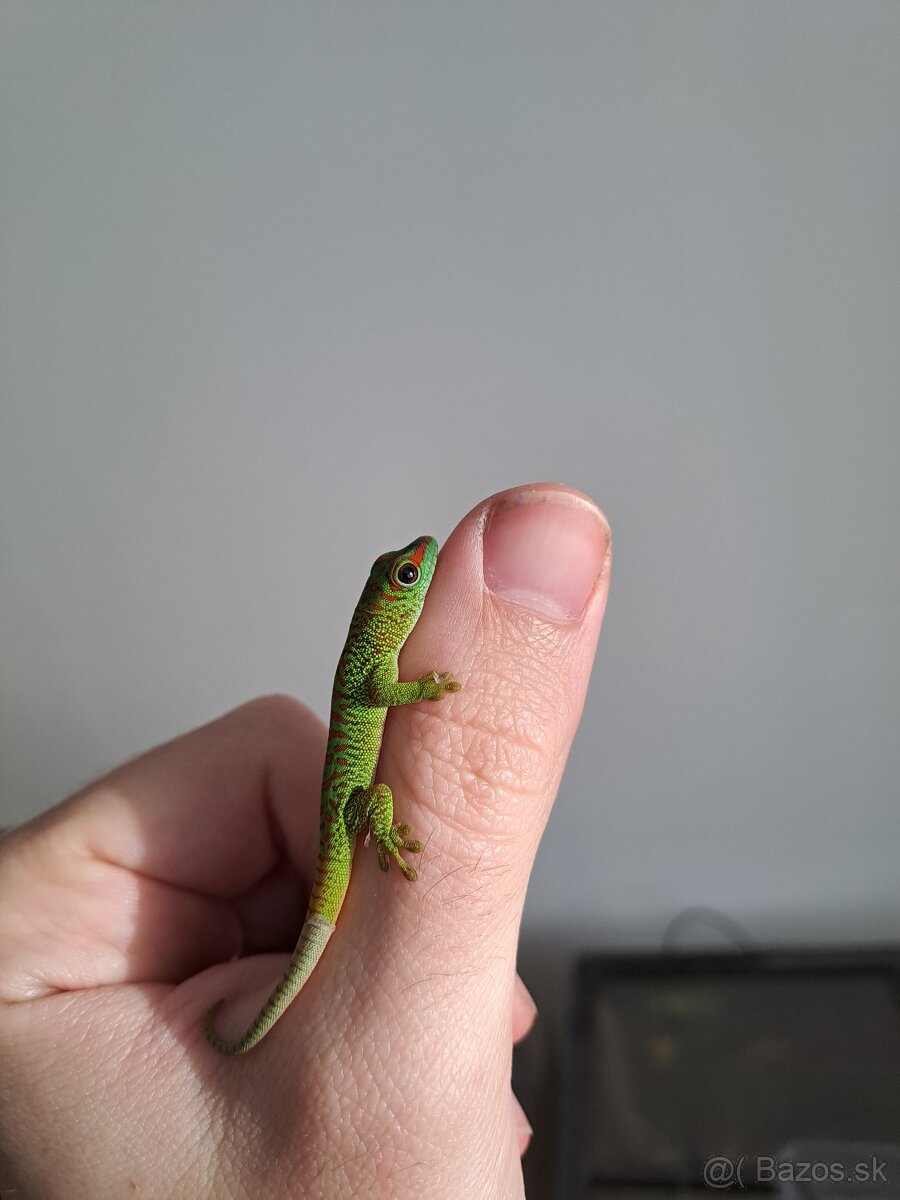 Phelsuma madagascariensis grandis/ Felzuma madagaskarská