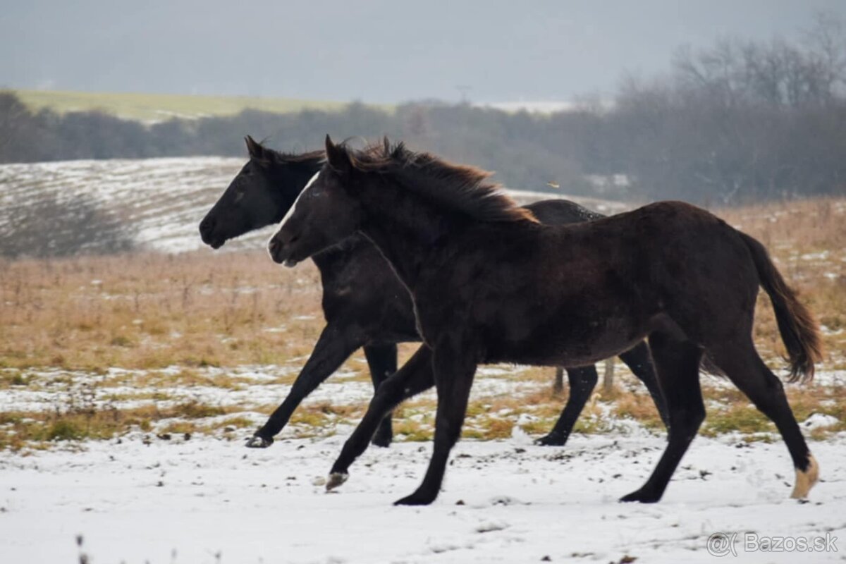 Paint Horse