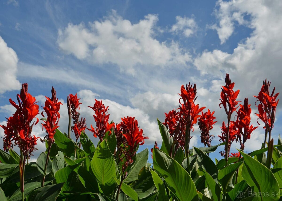 Kana červená a hosta. Veľká forma, aj na živé ploty.