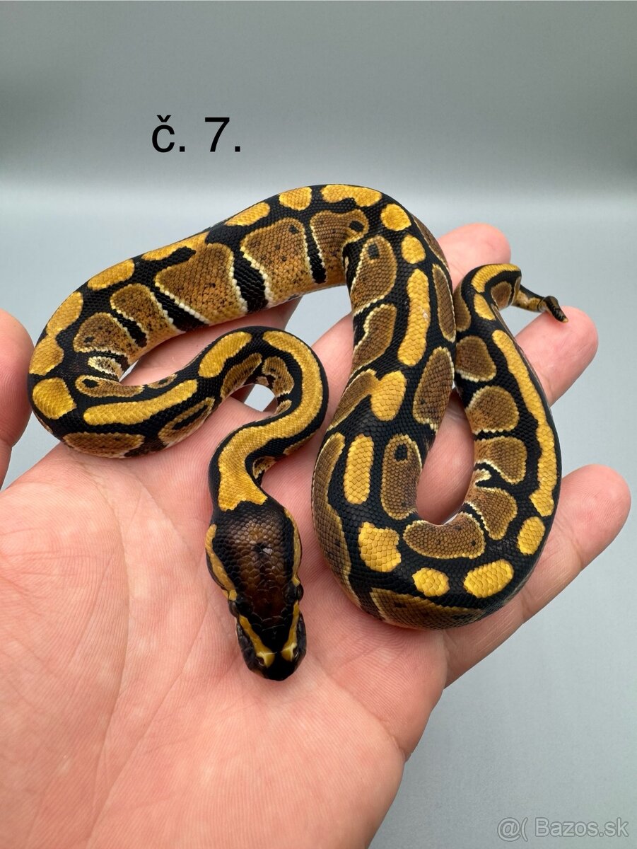 Pytón kráľovský / Python regius