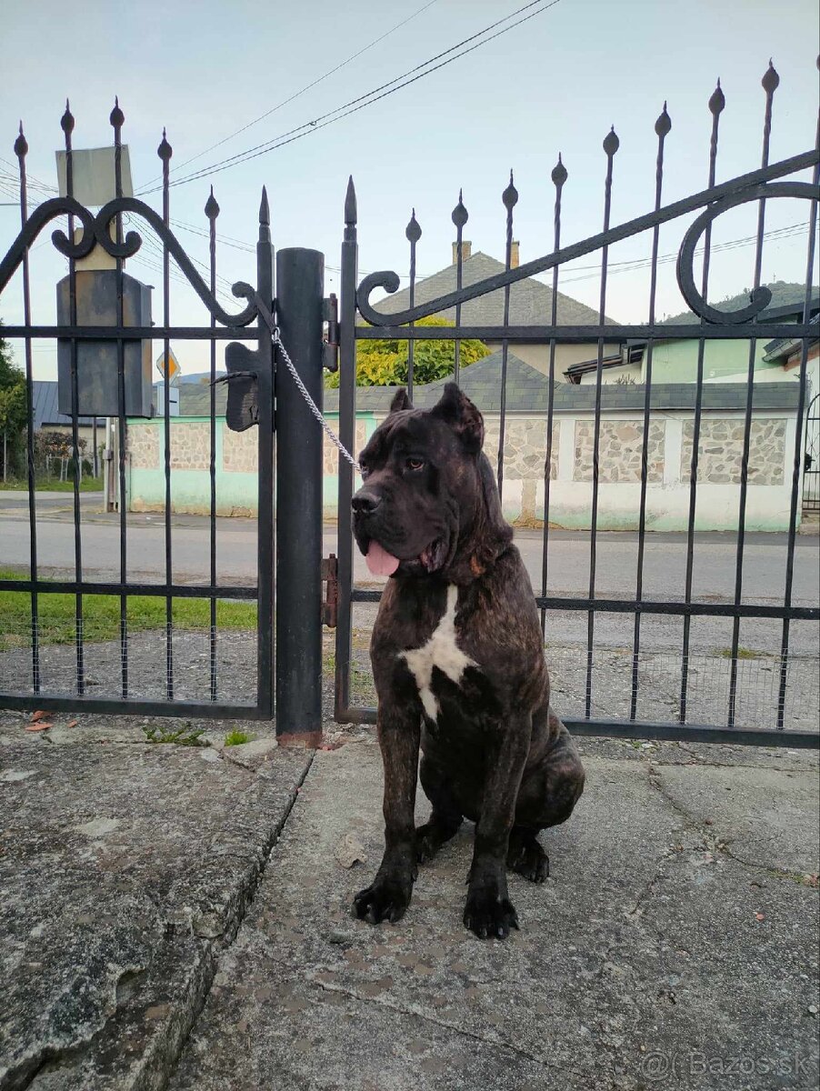 Cane corso na krytie