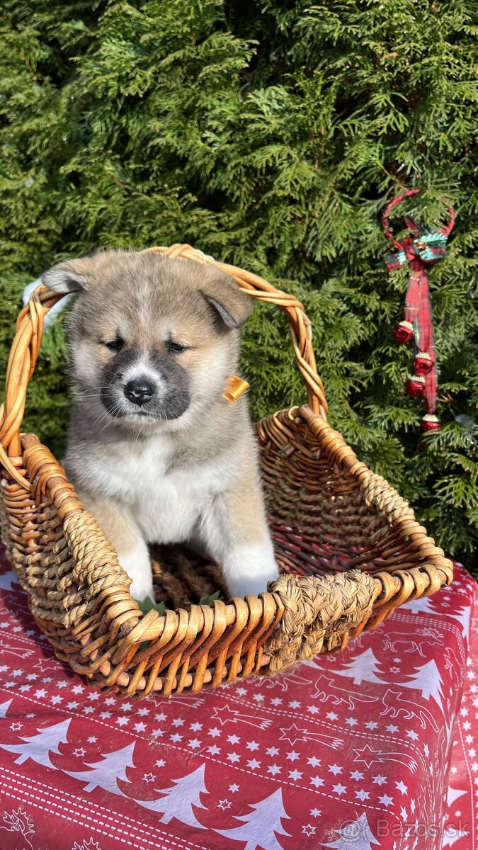 7 šteniatok Akita Inu na predaj – K odberu hneď