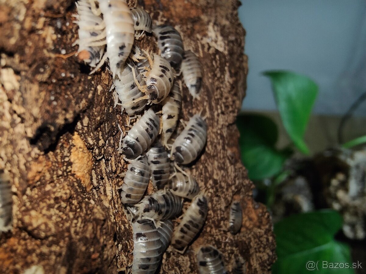 Porcellio laevis Dairy cow