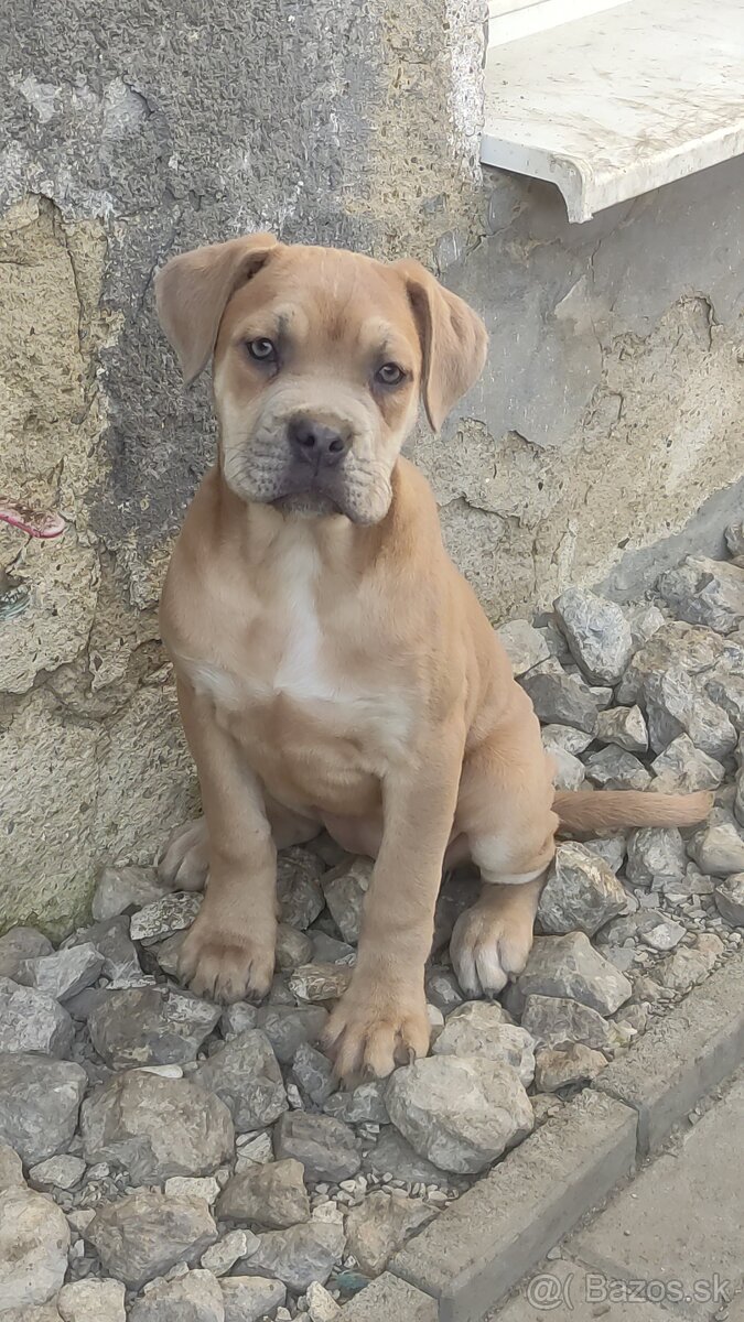 Cane Corso s PP