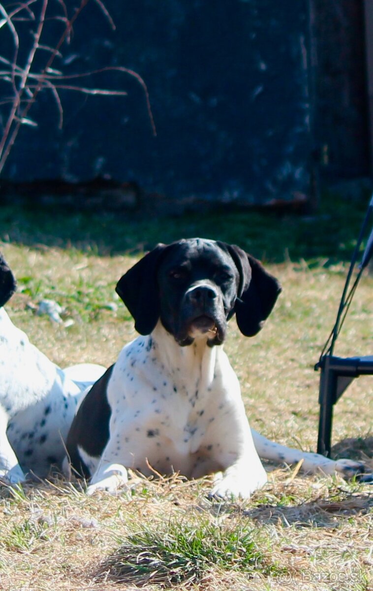 Anglický pointer, stavač