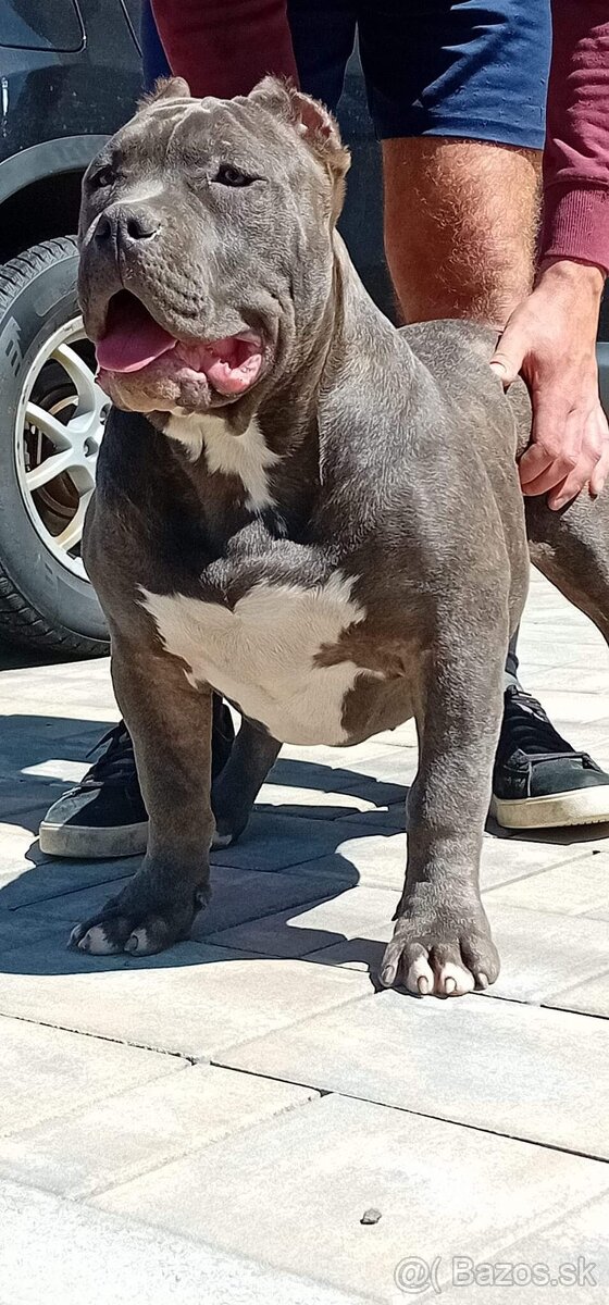 American Bully XL