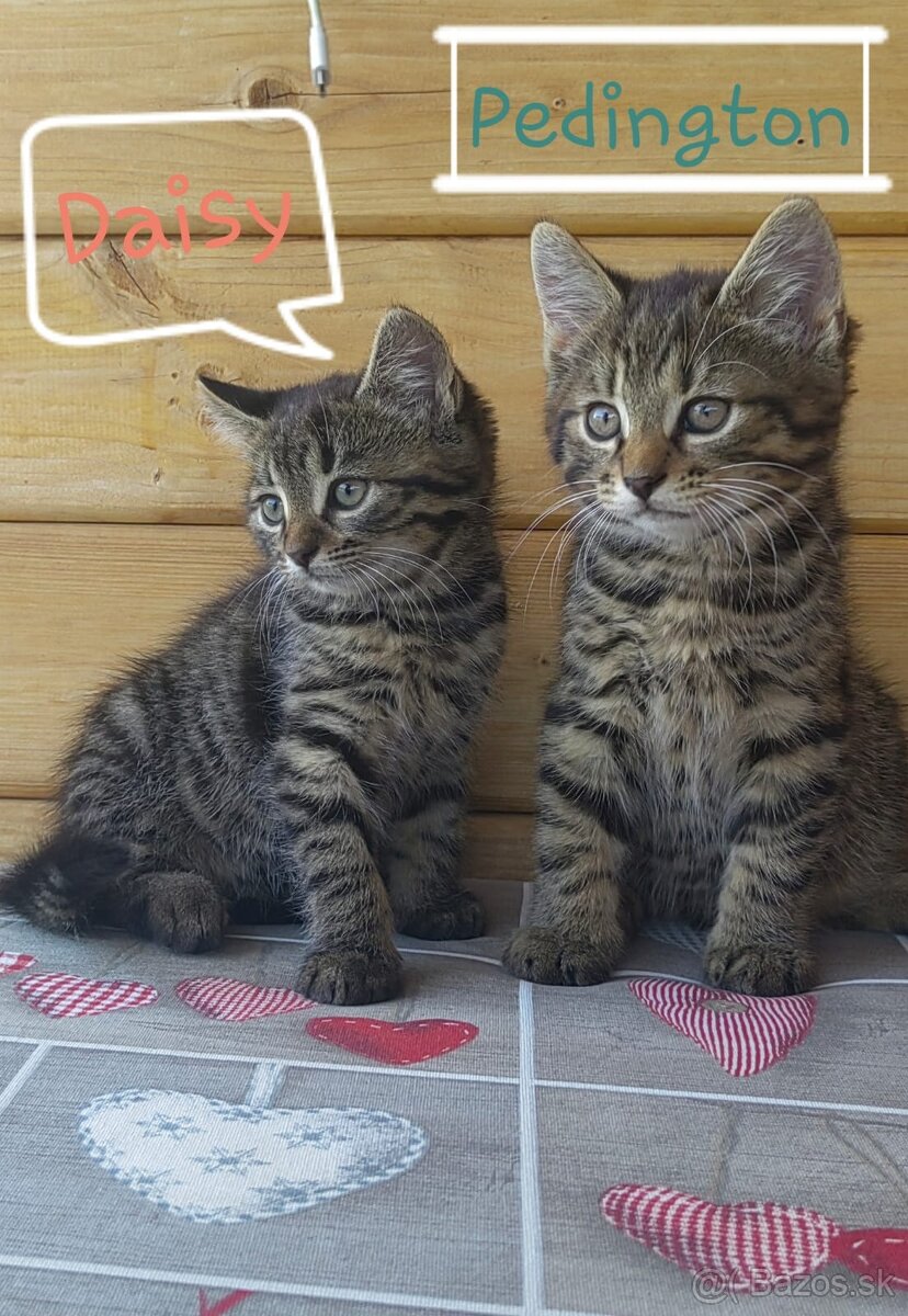 Posledné dve mačiatka na predaj