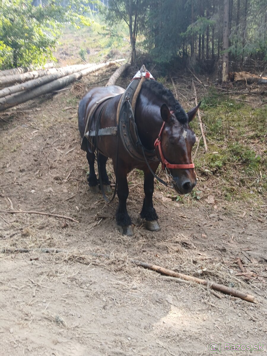 Ťažna kobyla