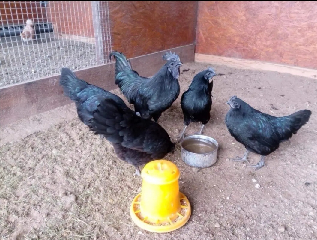 Predám chovný kmeň Ayam cemani